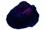 Fluorescent Chiastolite Andalusite - Kola Peninsula, Russia #179057-1